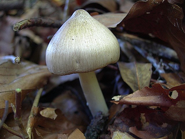 Hygrocybe  fornicata  (Fr.)   Singer